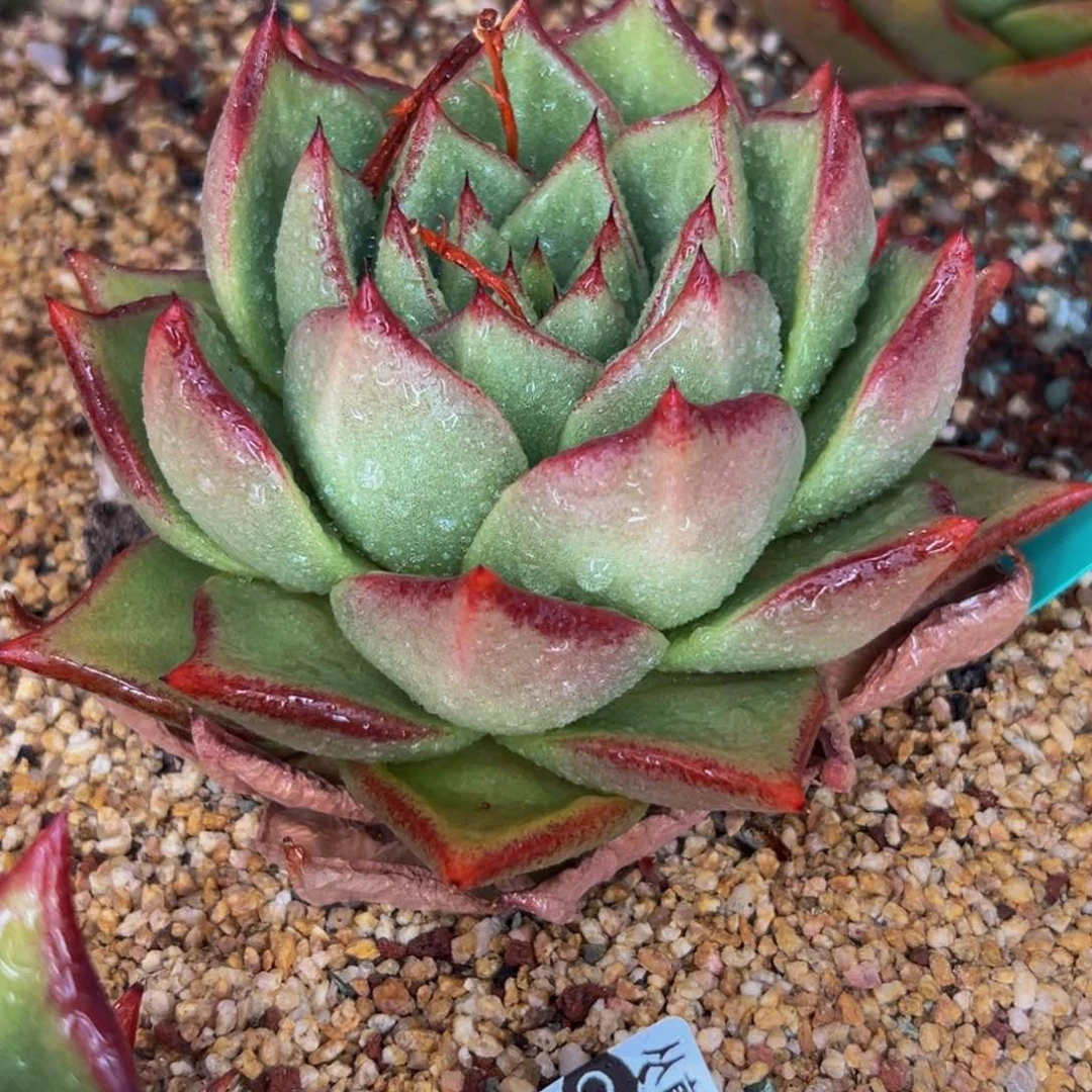 多肉一物一拍0531-156