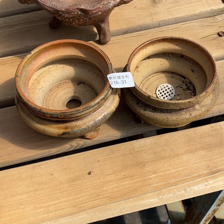 红陶时**雨31号多肉盆两个组合