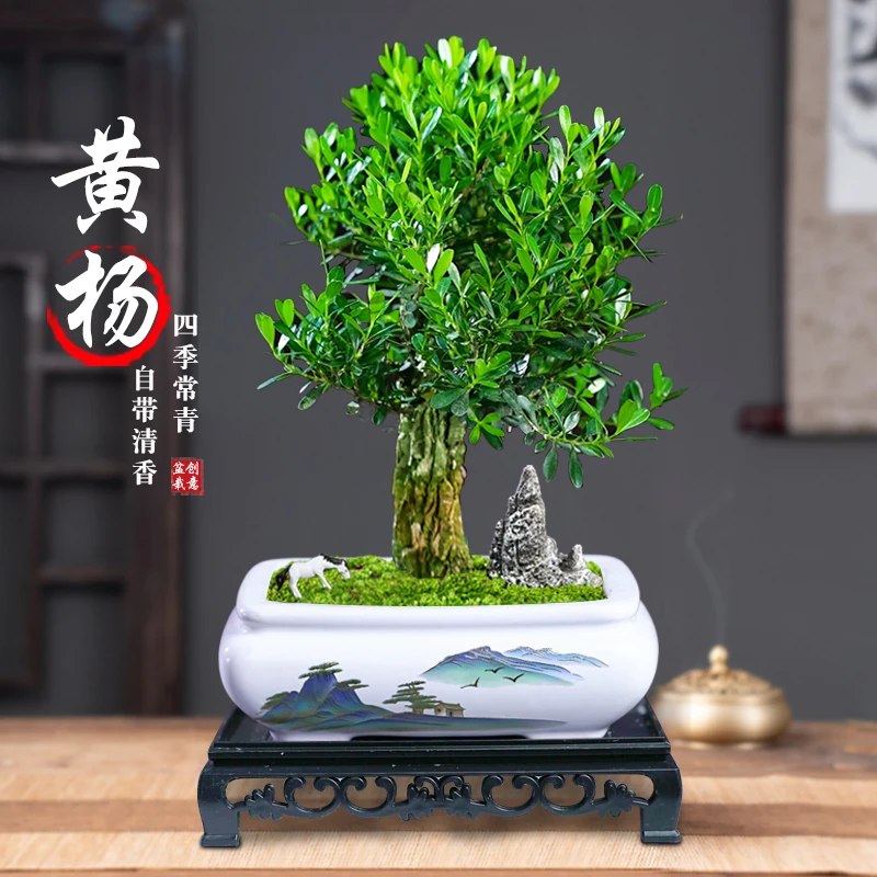 黄杨矮霸桩盆景树苗皱皮造型小叶盆栽绿植室内客厅好养树桩植物