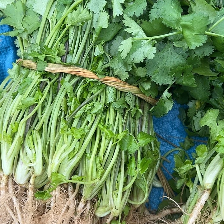 晓***梅中国大陆香菜+芹菜