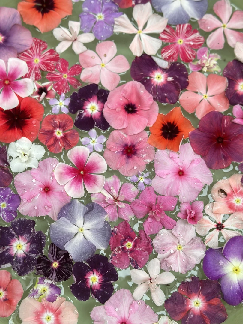 特色长春花原生苗四季开花好养庭院阳台花卉盆栽