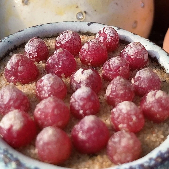 小红灯一组两颗