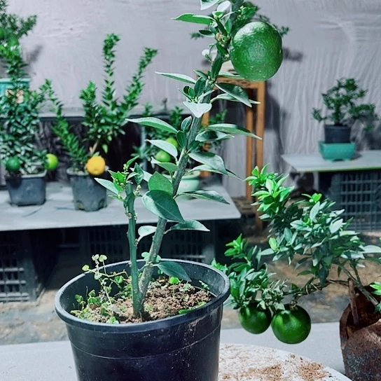 完全开放@**果8888888