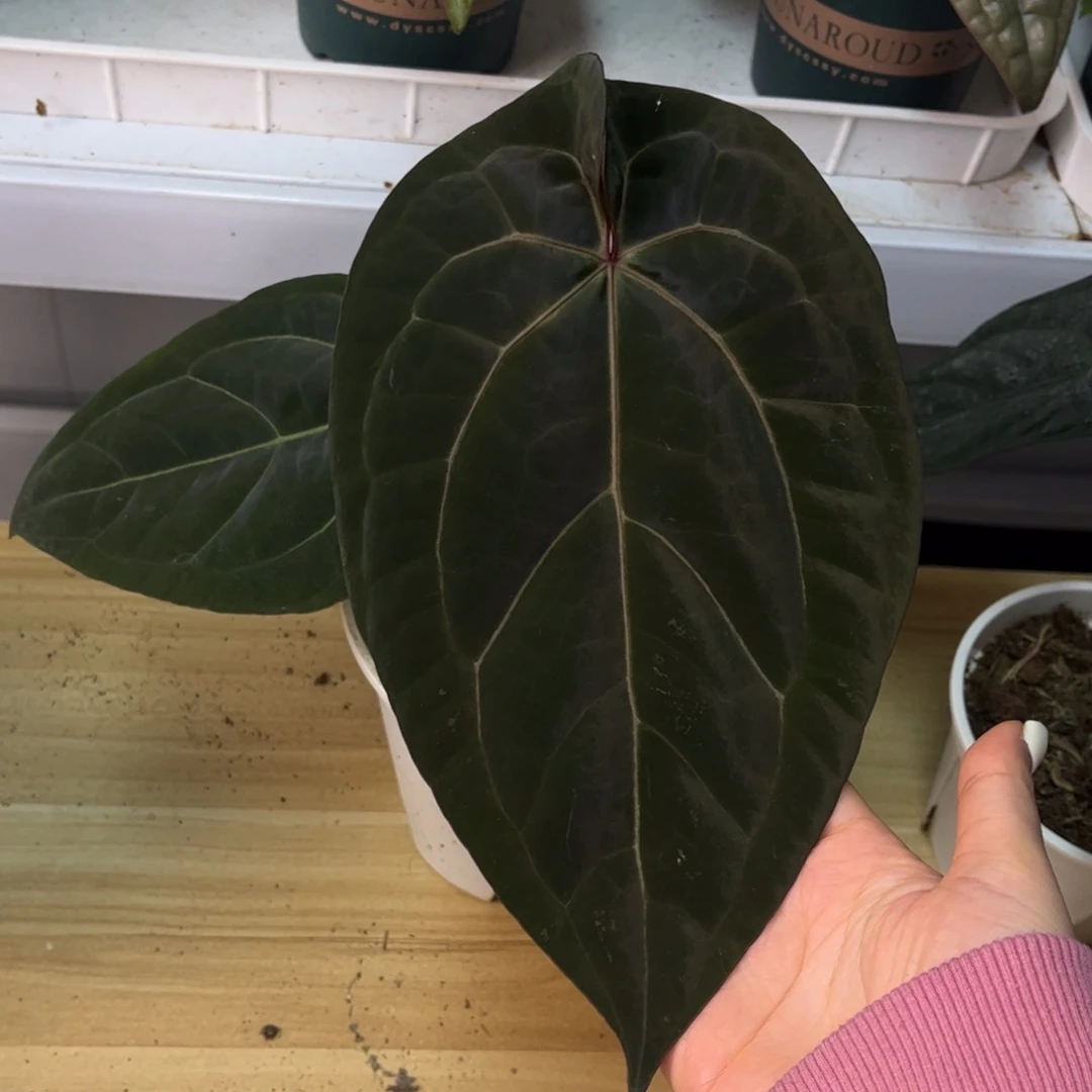 无花朵Aos杂红（5678）