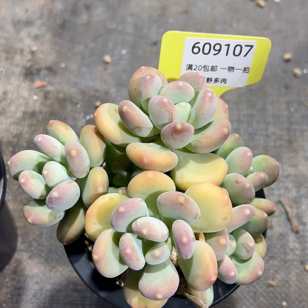 609107 玲珑美人群生无砍，必须拍冷链发货