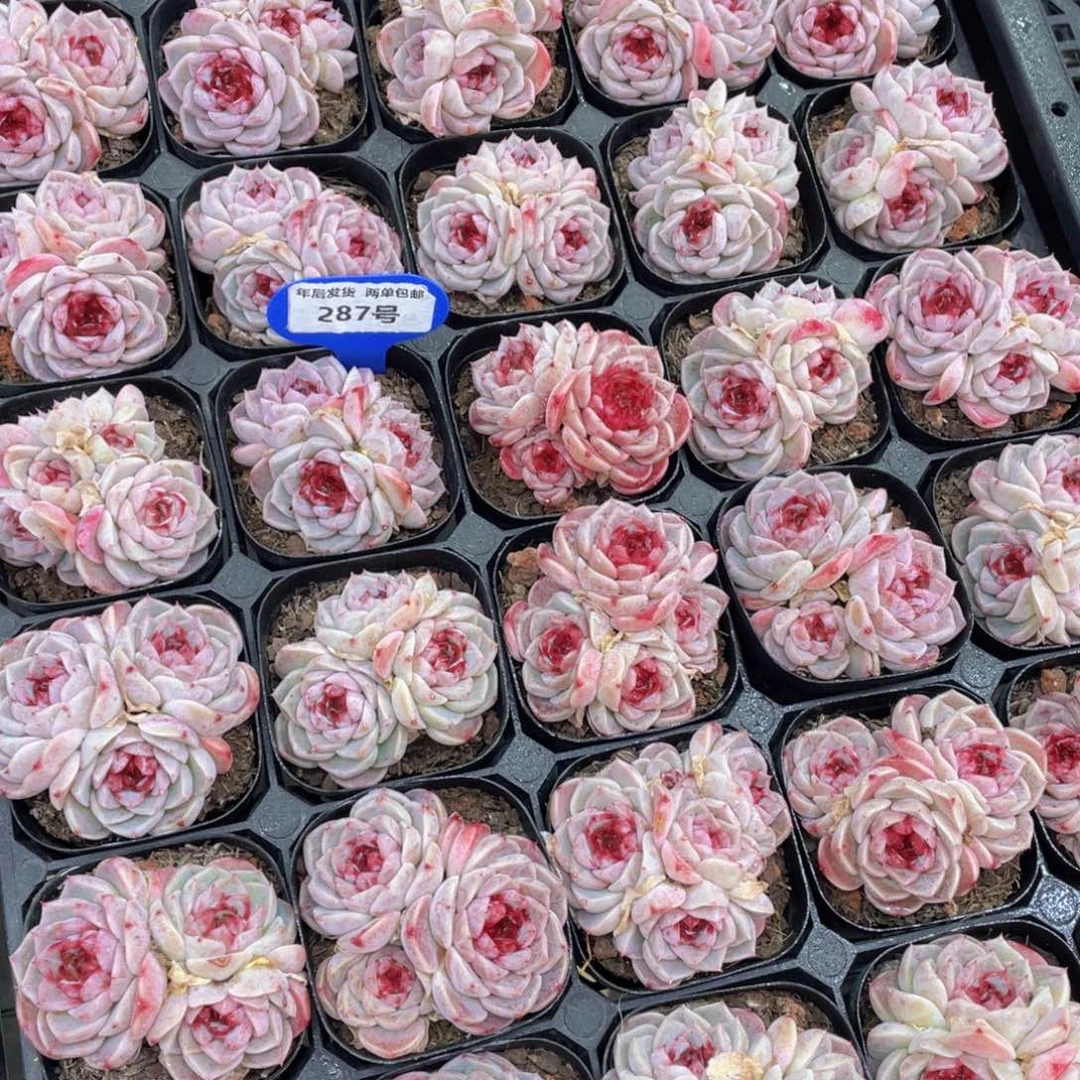 287号红丝绒糖心天鹅绒群生一个