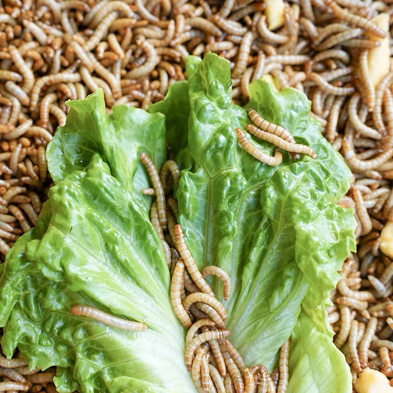 鲜活面包虫黄粉虫鹦鹉龙鱼乌龟鸟食仓鼠守宫宠物饲料蛋白虫