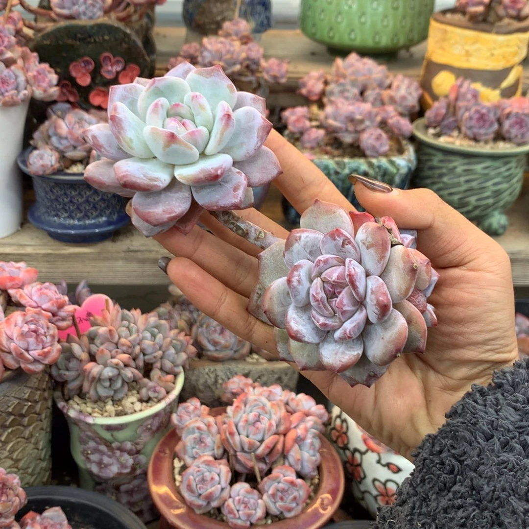 石榴籽长漂福利花花