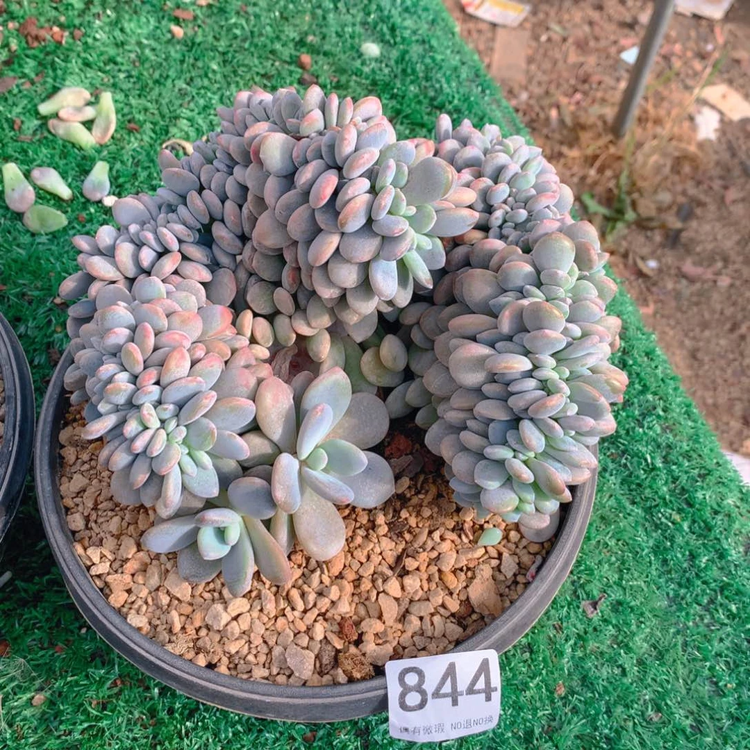 844粉兔11111111111