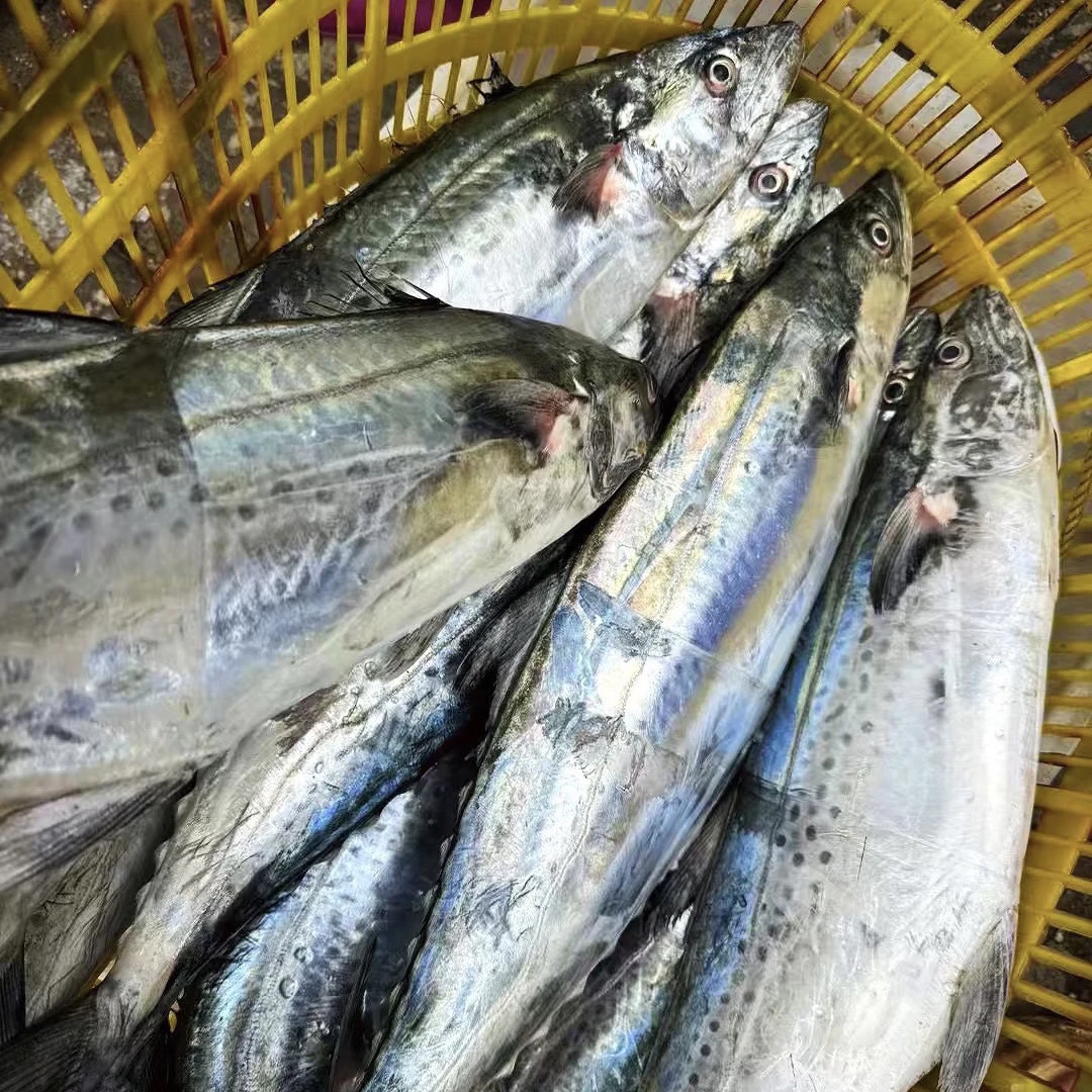 H广东汕尾本港野生蓝点白腹大马鲛