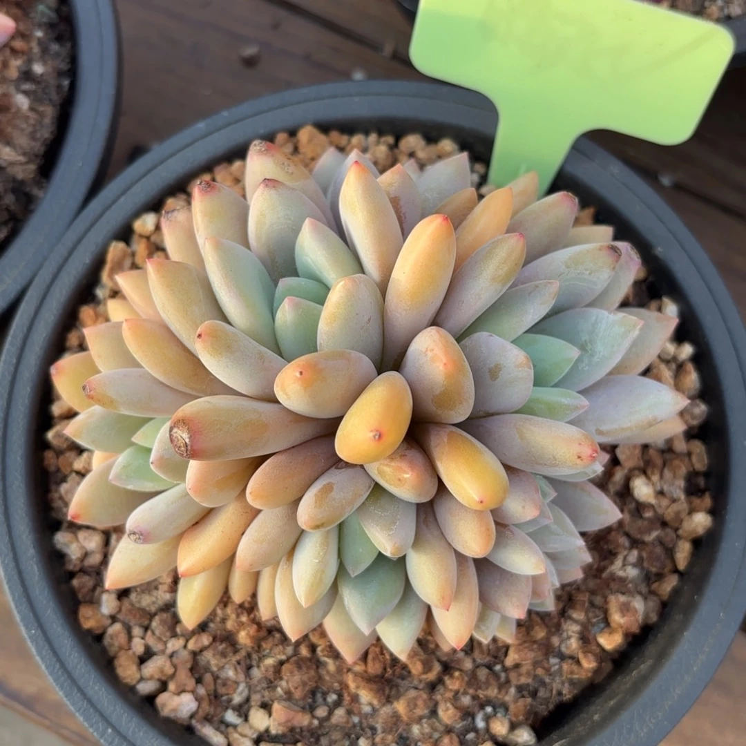 无花朵果糖无砍自然群