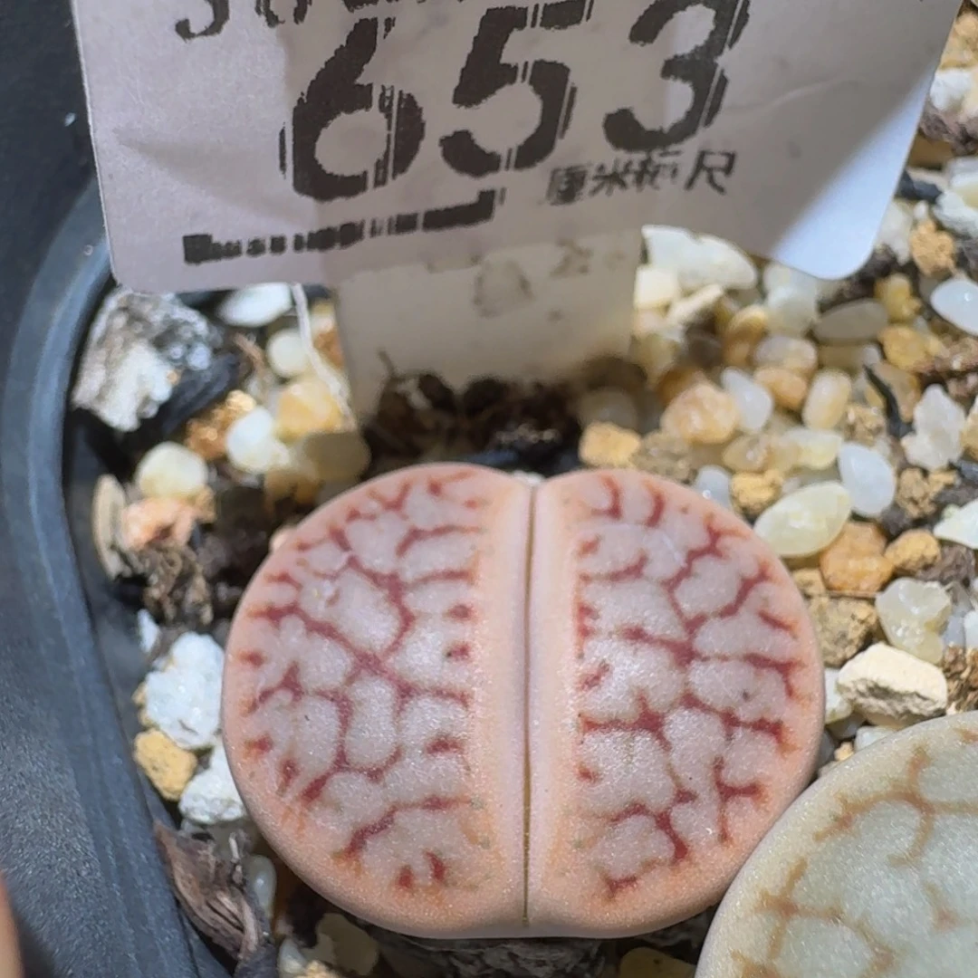 Ssss精品生石花653瑞光
