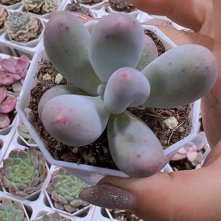 小米可奶19包邮多肉植物