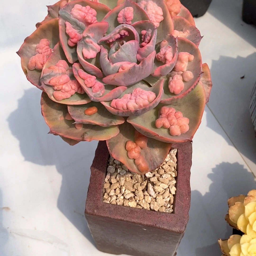 雨滴锦单头多肉266
