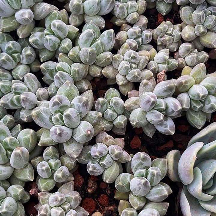 10颗美人系列多肉植物