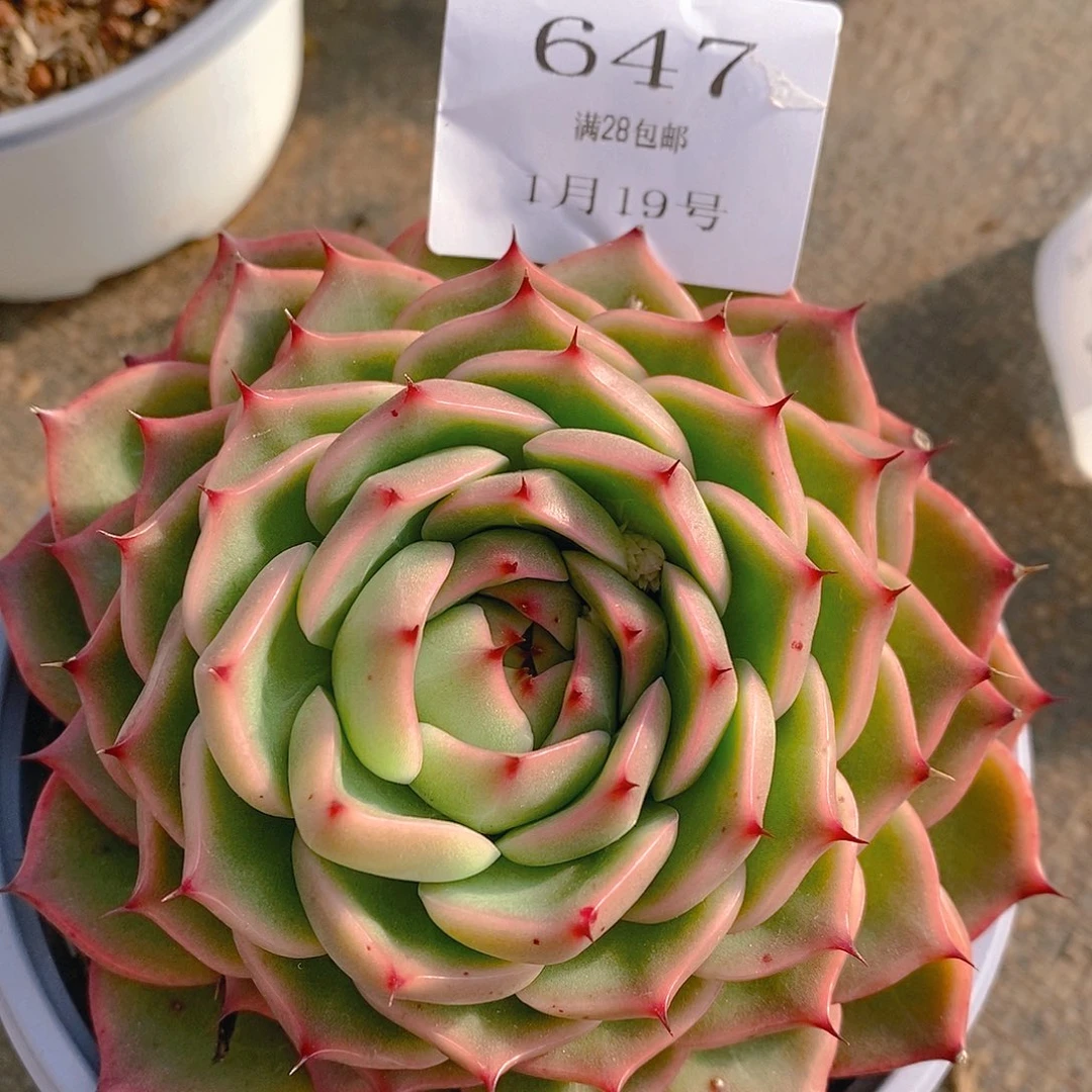 【闪购商品】云647