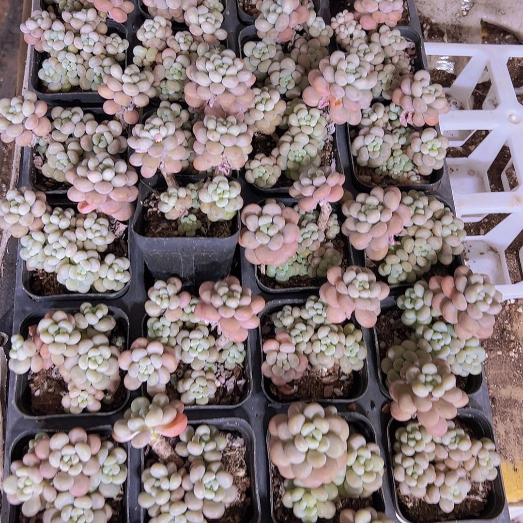 超多一批矮胖洛可可19包邮