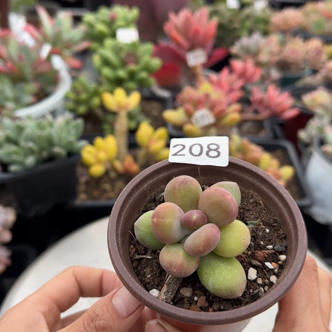 208号 一物一拍 一物一拍