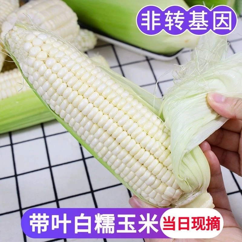 重庆香甜糯玉米高山白糯玉米直发新鲜精选大棒型现摘带壳整箱速发