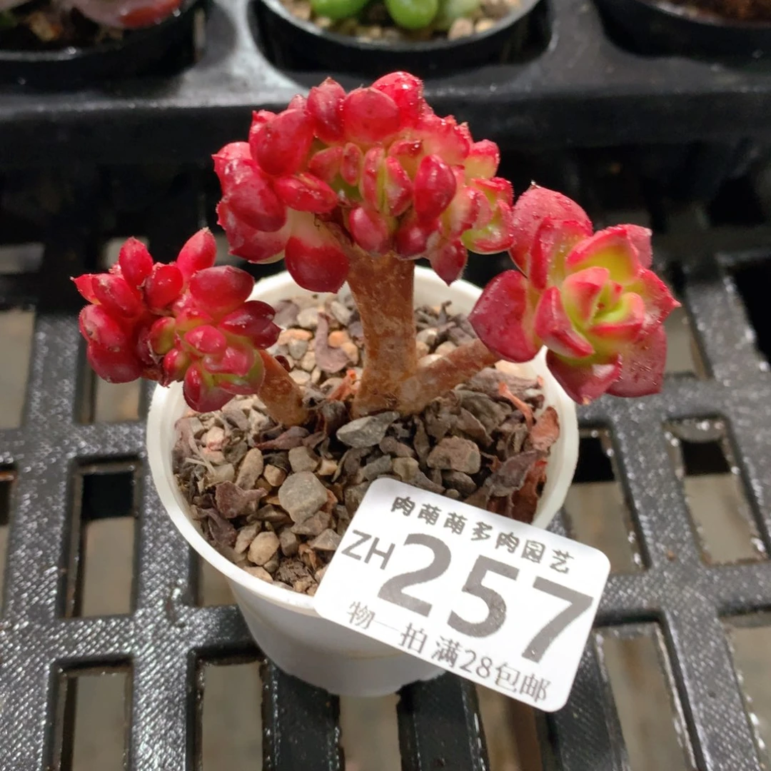 肉萌萌拇指盆精控多肉ZH257