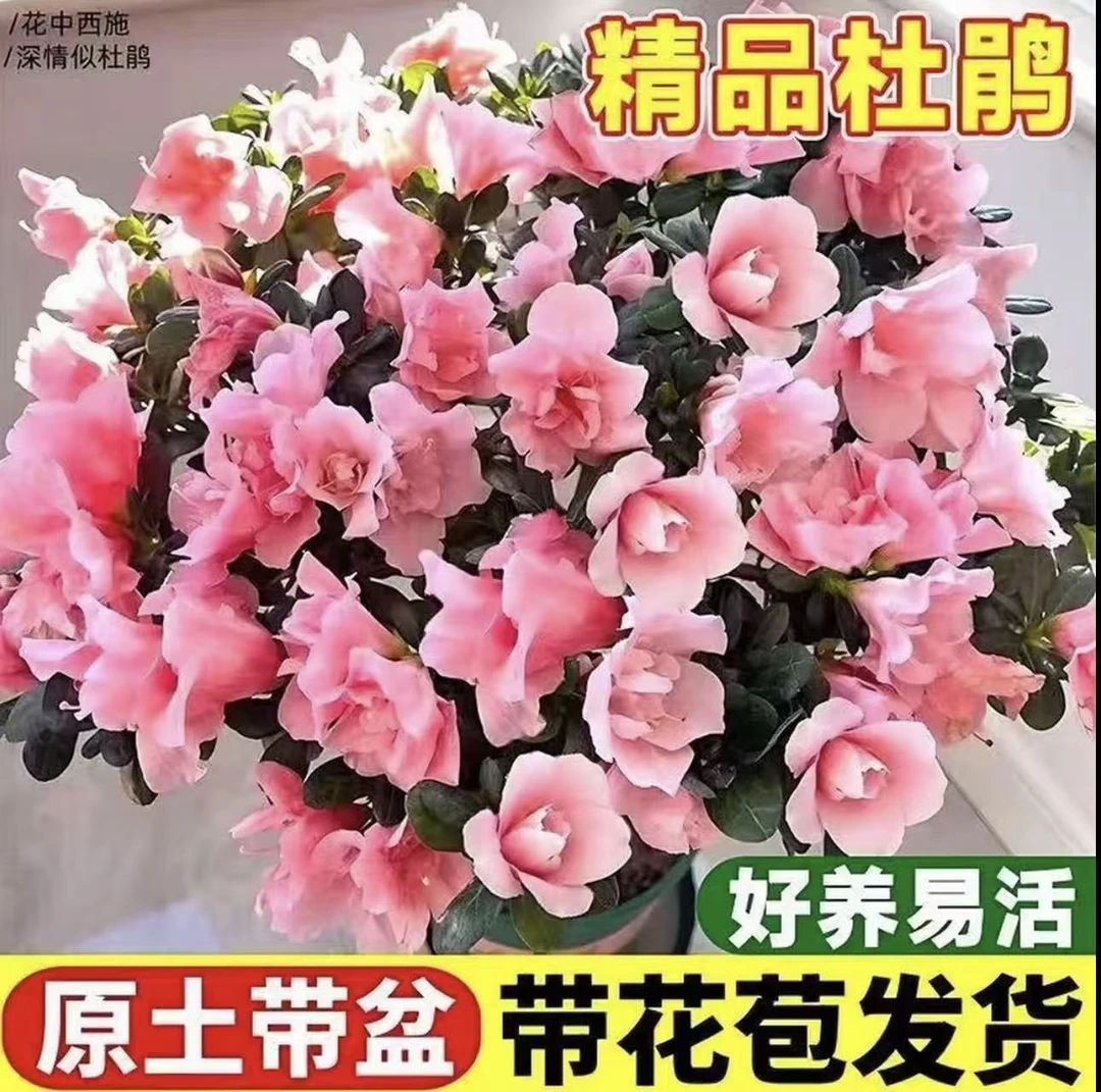 粉色杜鹃花四季开花室内外好养植物包邮送肥料