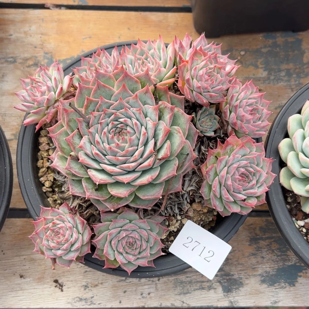 ?****李2712不包整肉肉肉肉肉肉肉