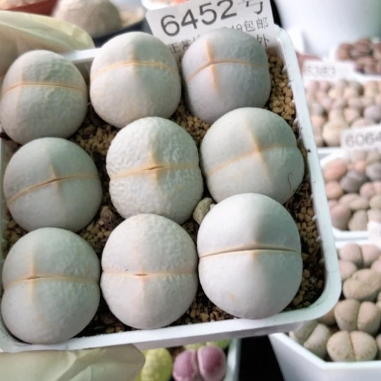 6452，高尔夫母本2.3-2.5厘米