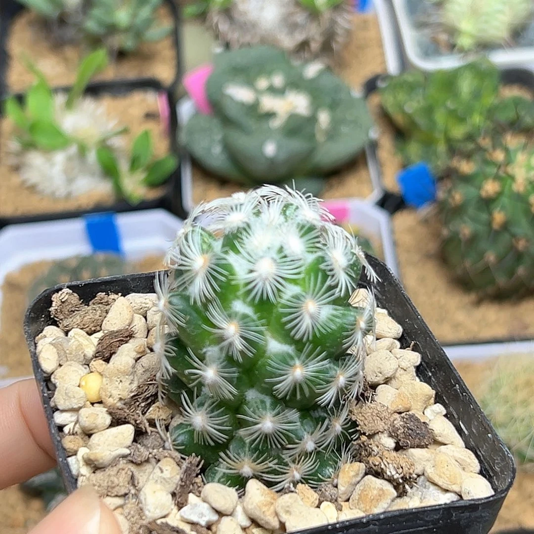 都锦自根3.3公分