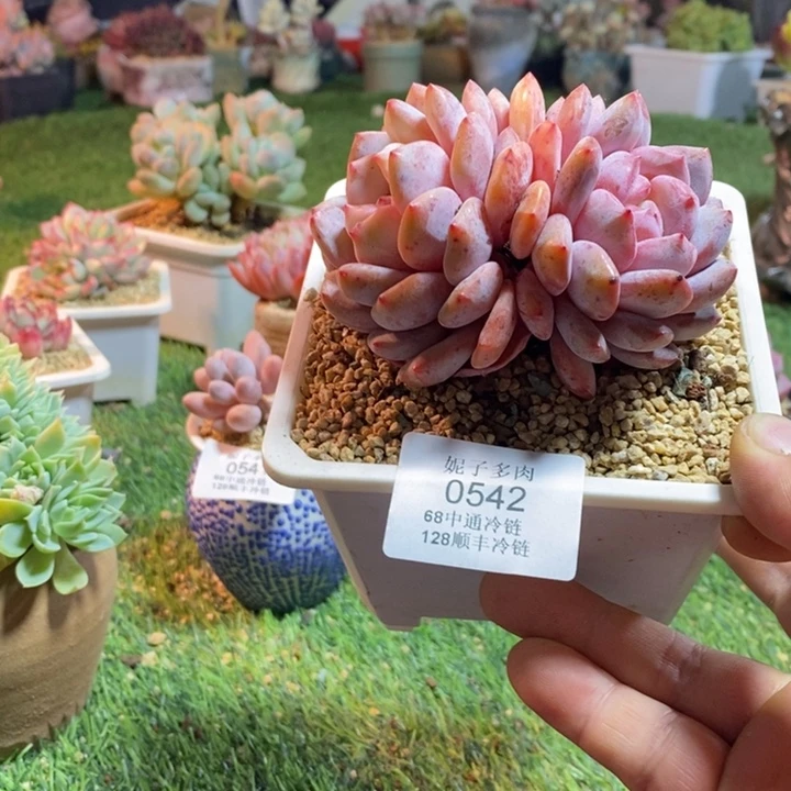 0542啊啊啊啊啊啊啊啊啊啊啊