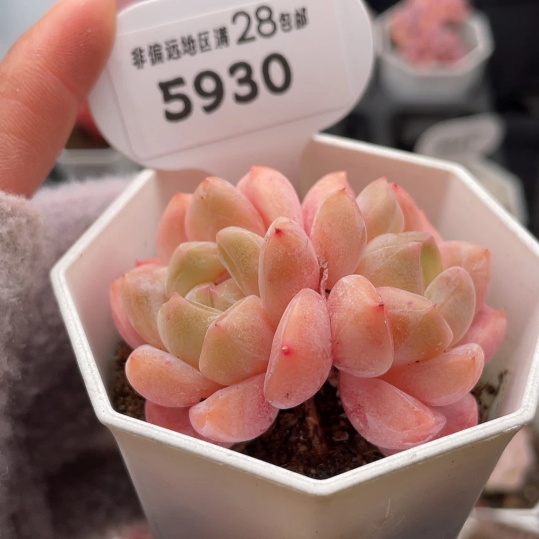 琥珀5930-5.5厘米
