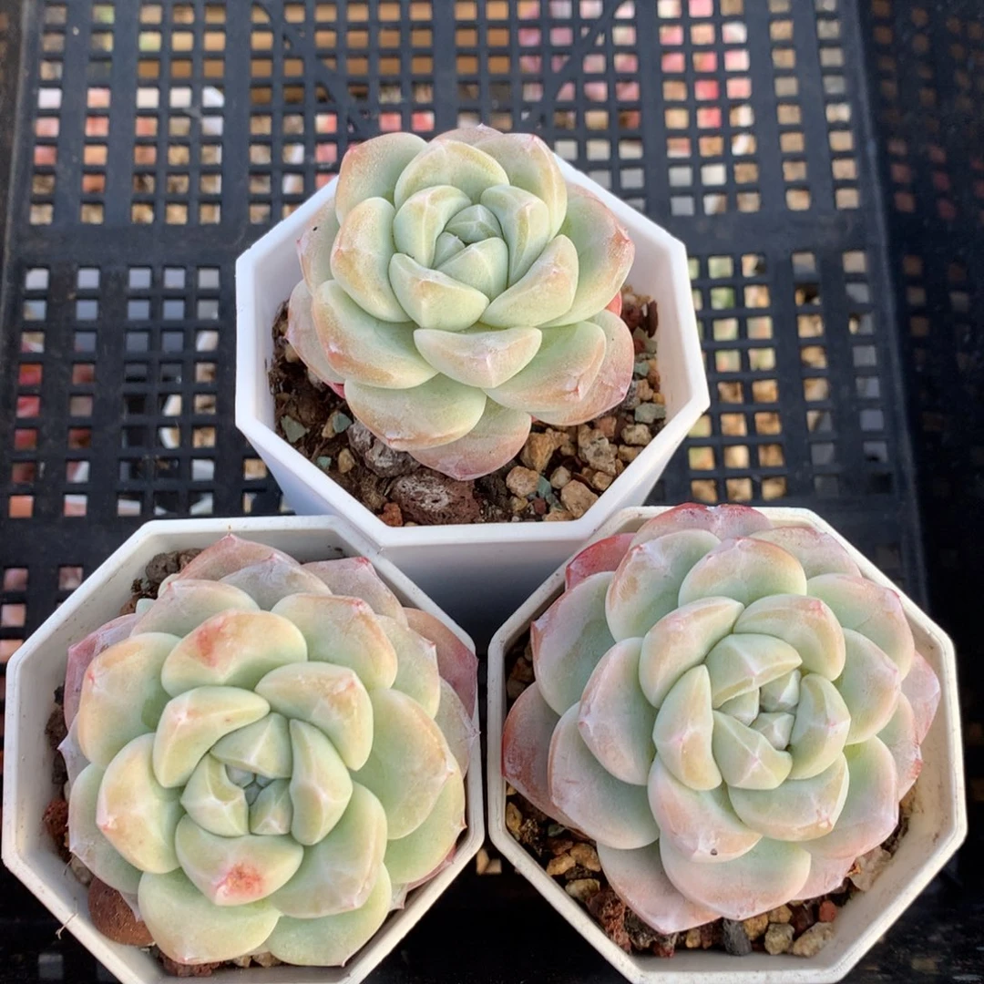 精控冰玉三颗 0125-06