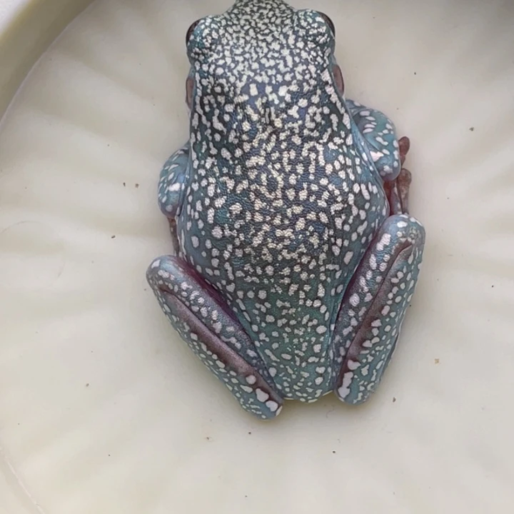 「***毅老爷树蛙专拍价格