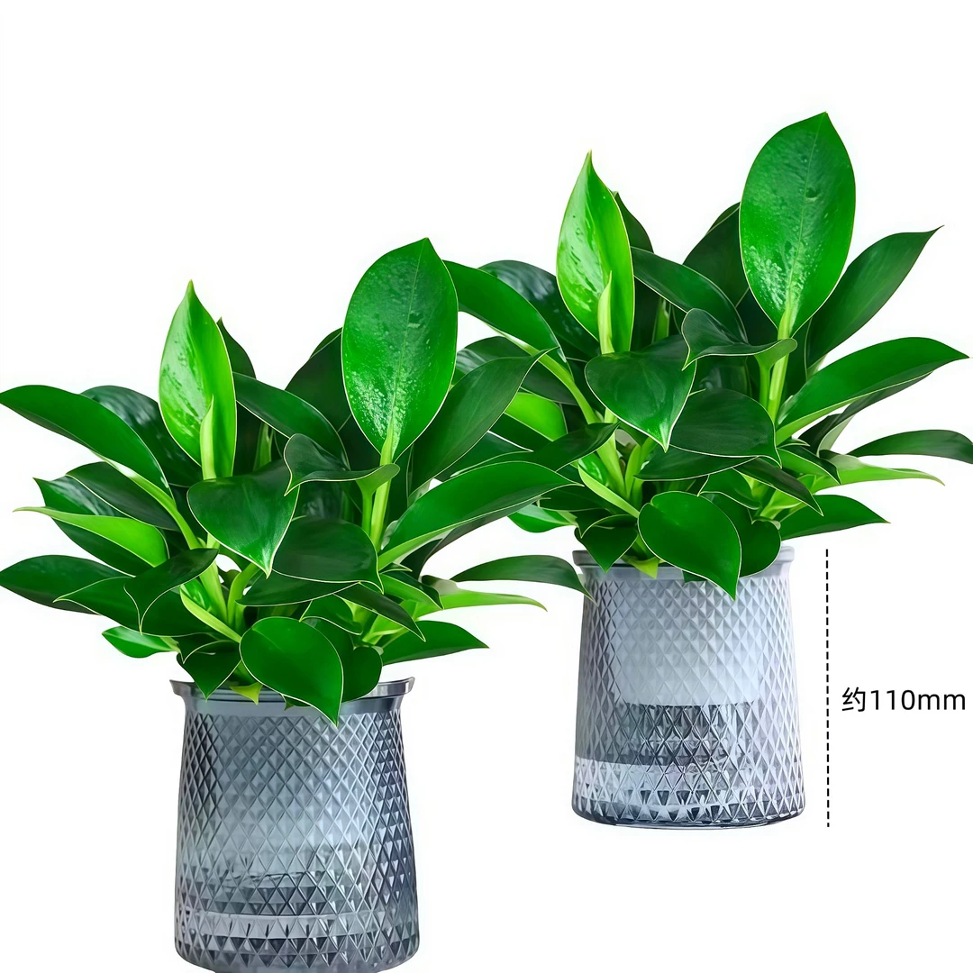 水培金钻盆栽去甲醛室内办公室四季常青净化空气美观桌面美观绿植