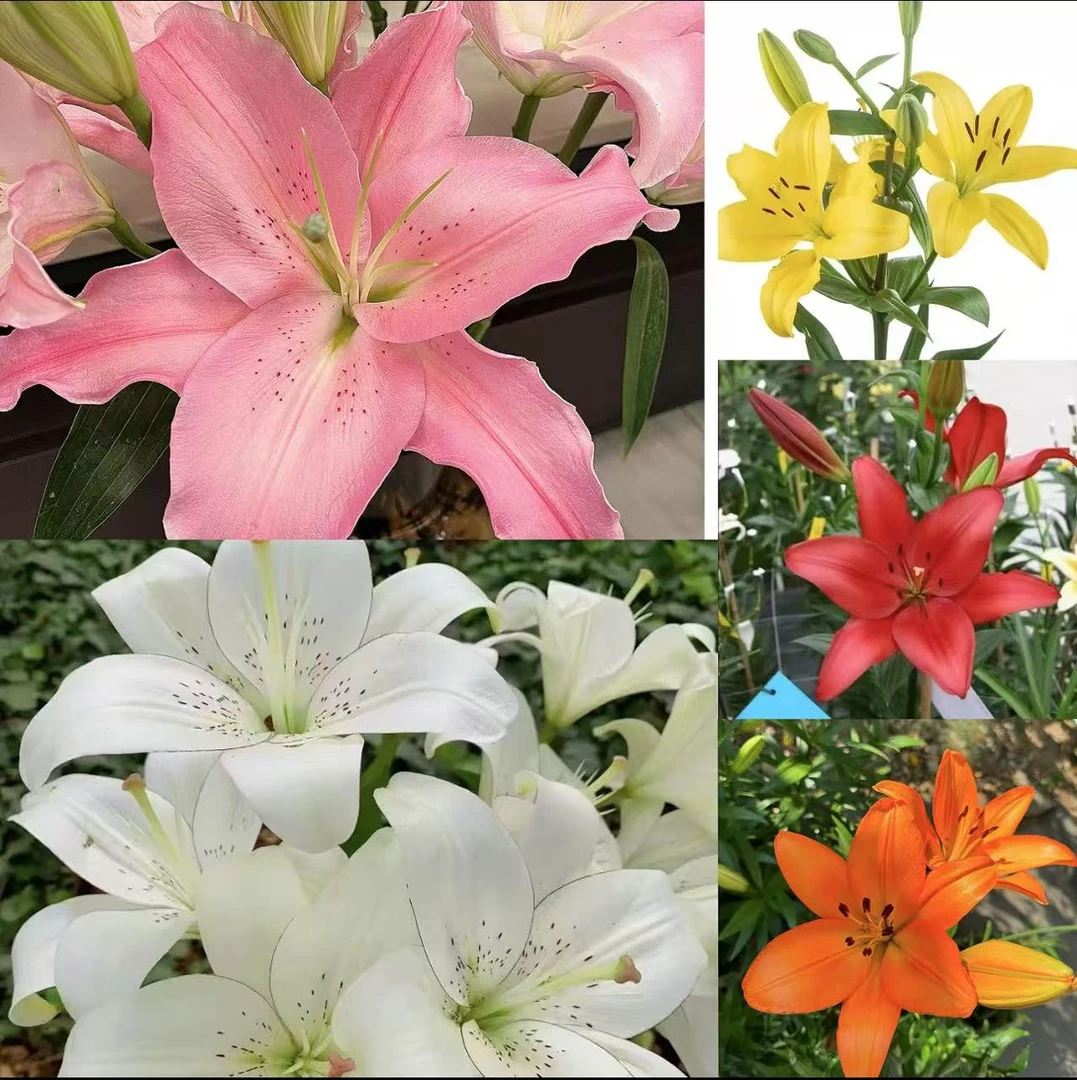 【不带盆土浓香型】香水百合种球四季种植耐寒耐热室内外盆栽带芽