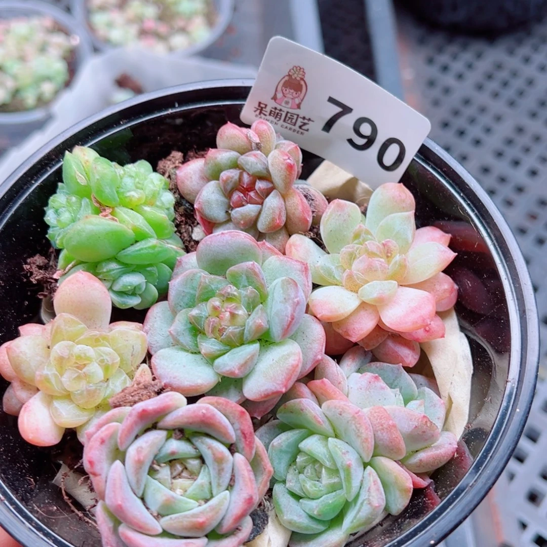 多肉植物多肉植物