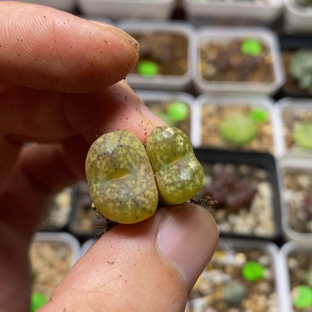 杂交漂亮多肉植物158