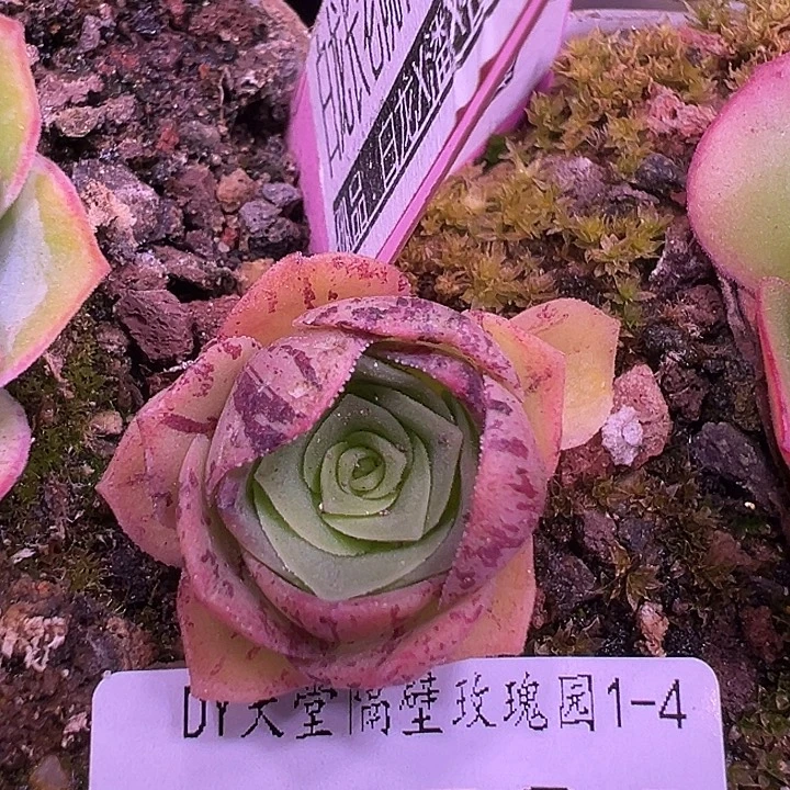 小***子露妮522妖姬纹笙箫默小侧芽 摔伤下播福利