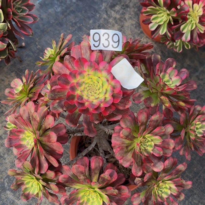 000000000939维纳斯