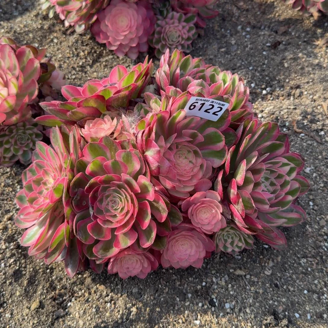 6122荔枝。多肉植物