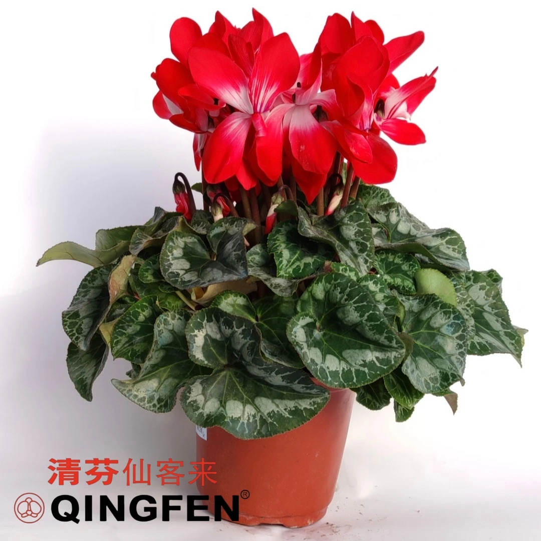 清芬仙客来 荷花系列 盆栽阳台花卉