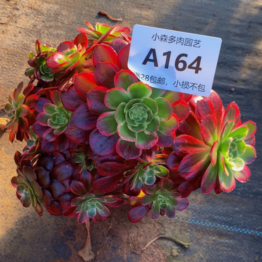 【闪购商品】贞164安娜多肉