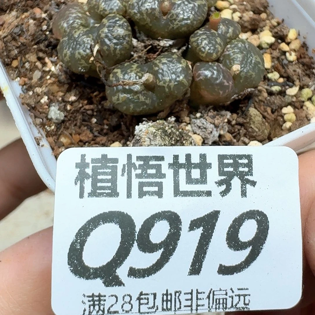 多肉植物的润泽和df