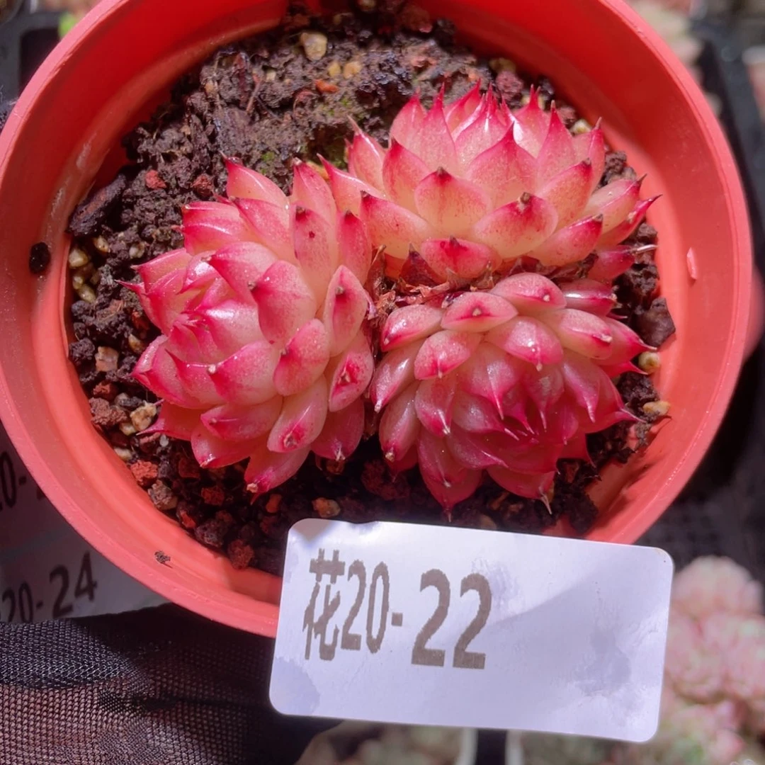 花利美20-22海王群