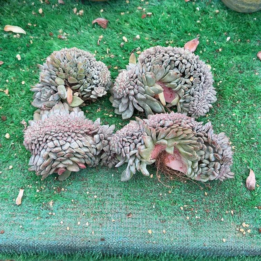 紫心石榴籽缀4个默认有切