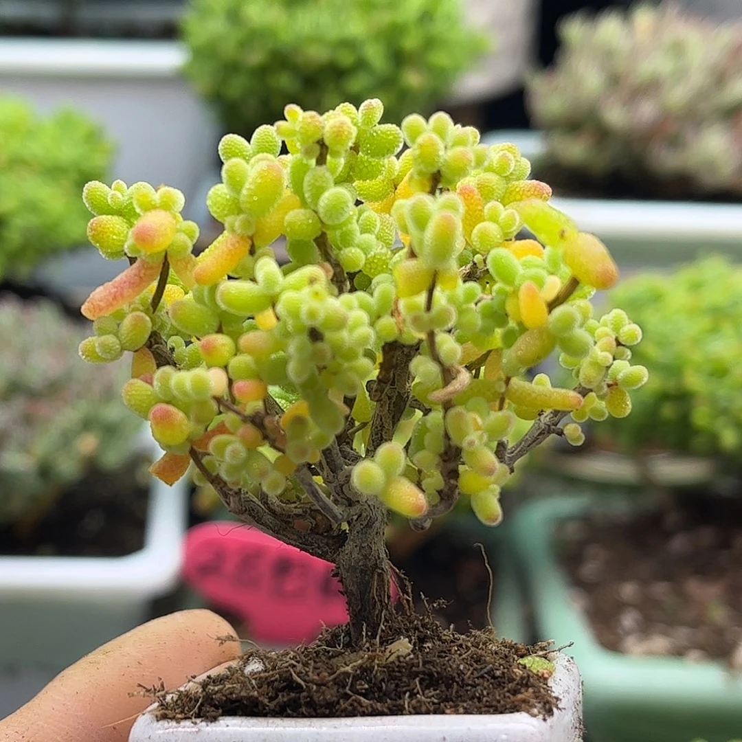 56金桔带盆优选枝干