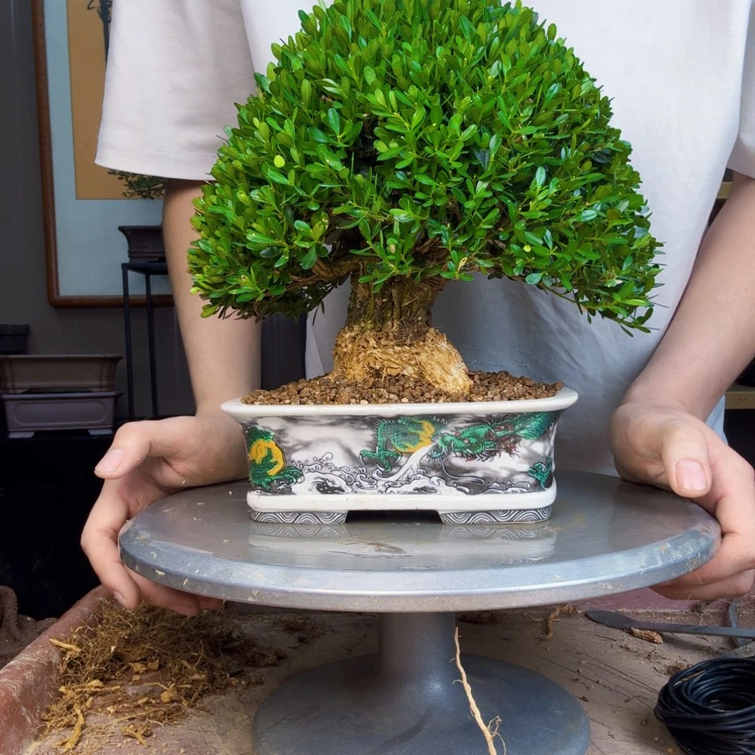 榕***江无花朵凤尾黄杨 黄杨盆景