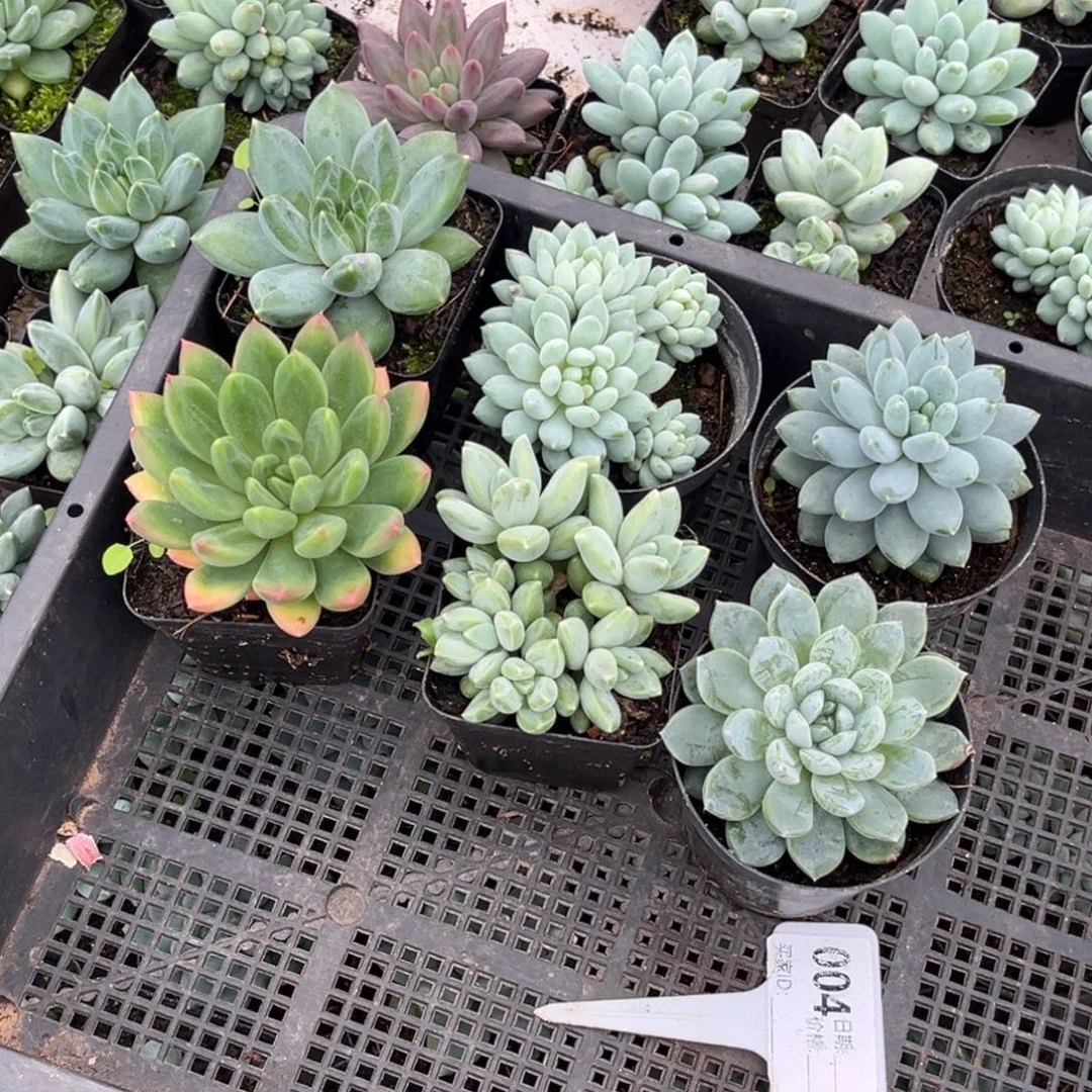 美人系多肉植物04