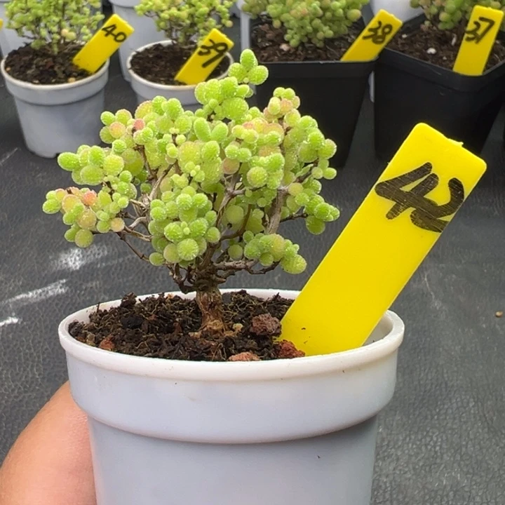 42号彩色蜜橘 一物一拍
