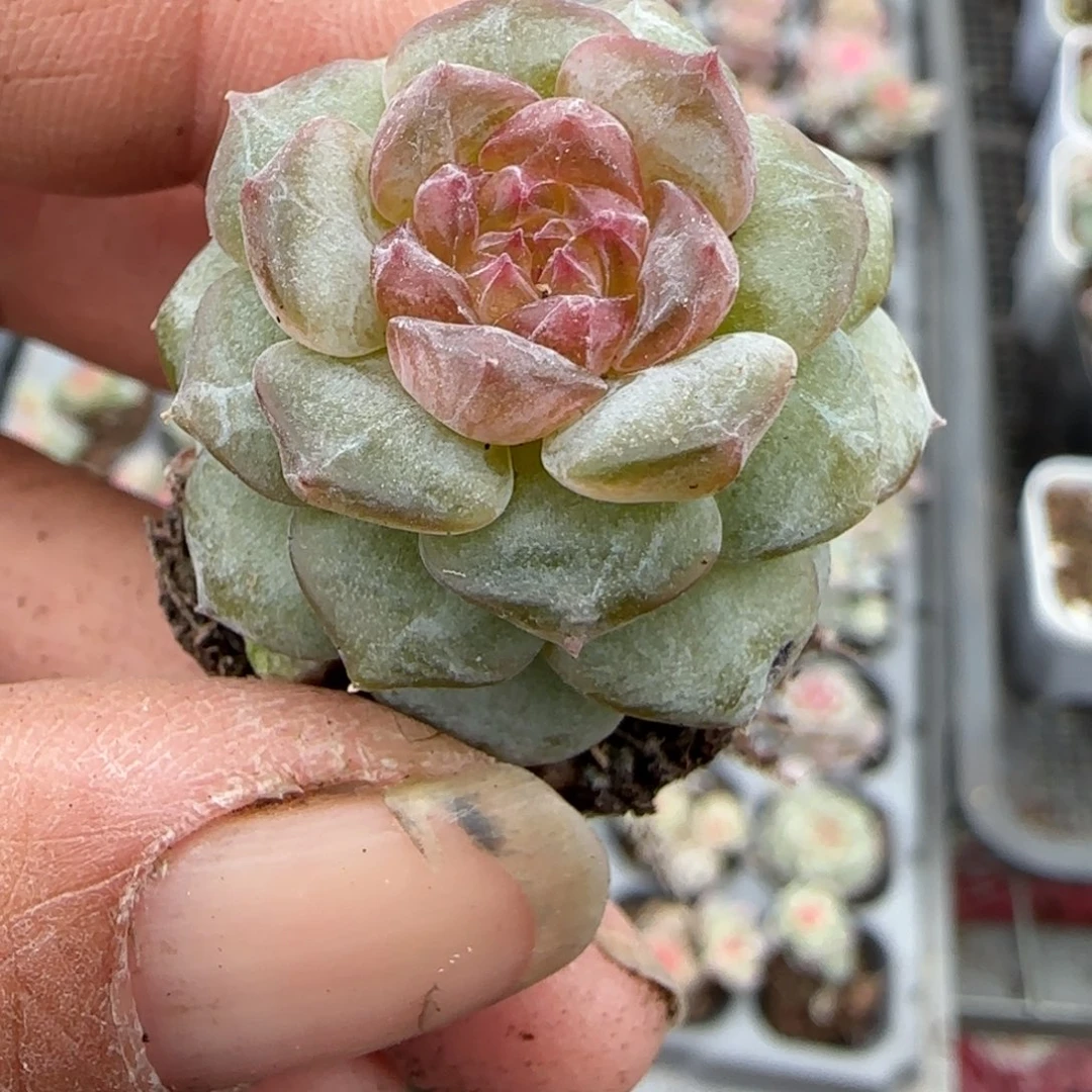 多肉小卡拉米糖心一物一拍