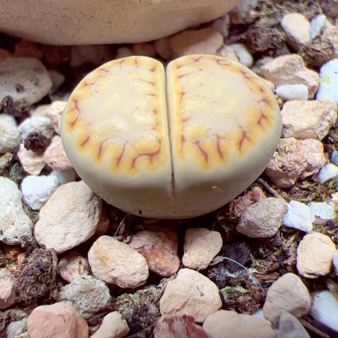 格*112 优秀的肉肉74